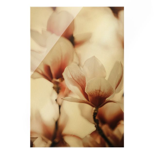 Quadri Monika Strigel Delicati fiori di magnolia in un gioco di luci e ombre