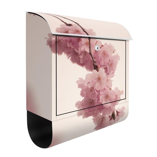 Cassette della posta con fiori Fiore di primavera rosa pallido con bokeh