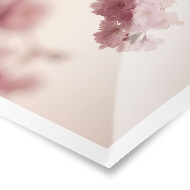 Stampe Fiore di primavera rosa pallido con bokeh