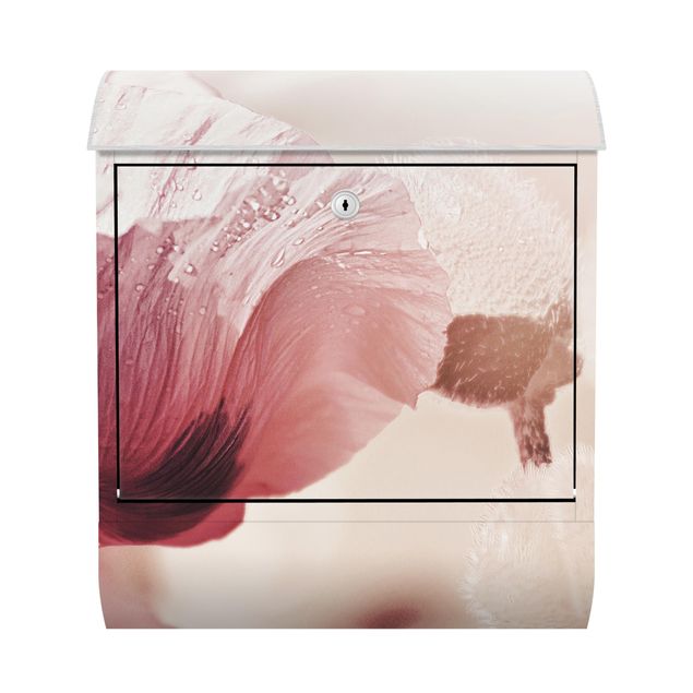 Cassette della posta rosa Fiore di papavero rosa pallido con gocce d'acqua