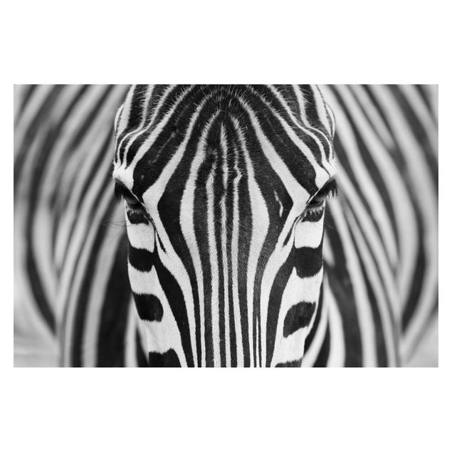 Carte da parati animali Sguardo da zebra