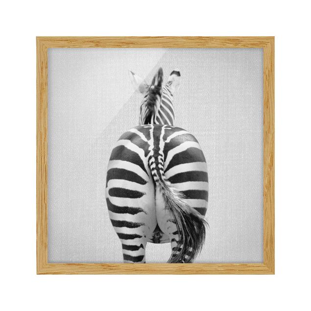 Quadri con cornice con animali Zebra da dietro bianco e nero